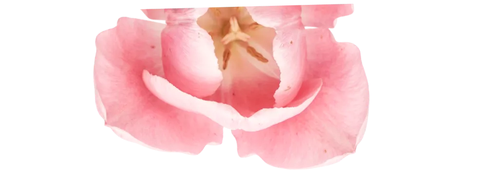 Flower 2